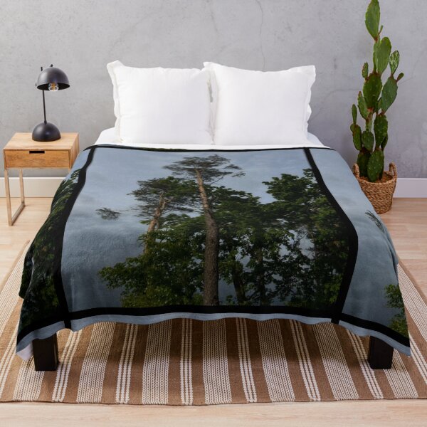 Item preview, looking up at trees and a grey sky (edinburgh, scotland) (may 2026) designed and sold by photosbykel.