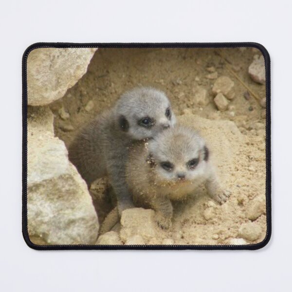Item preview, Cute Meerkat Pups Playing in the Sand designed and sold by Astute-Artio-Photography.