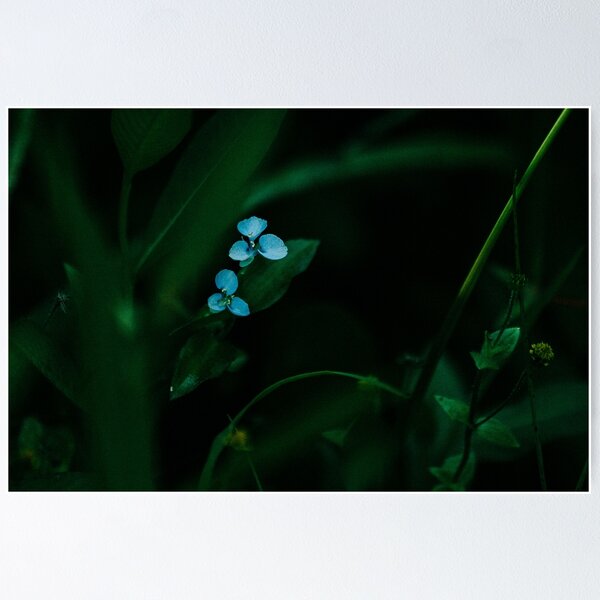 Item preview, Something Blue, Two designed and sold by Flora+Fauna.
