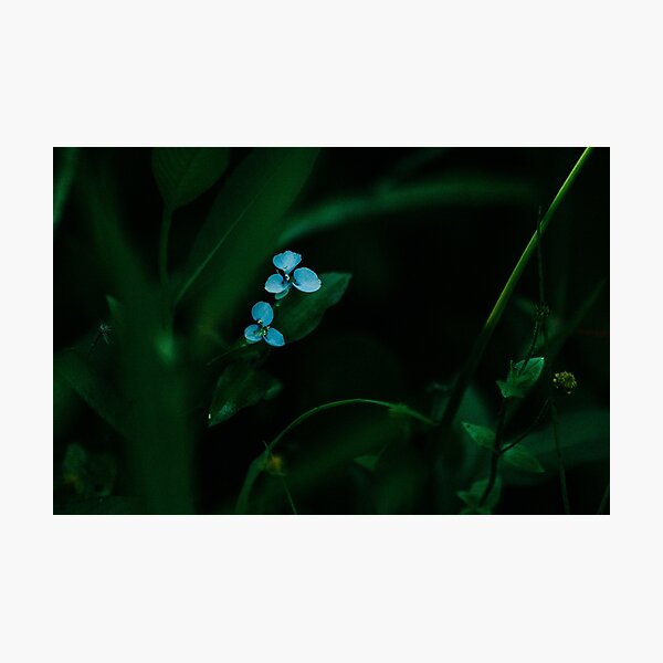 Item preview, Something Blue, Two designed and sold by Flora+Fauna.