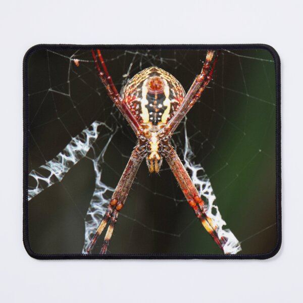 Item preview, Saint Andrews Cross Spider designed and sold by robdwildlife.