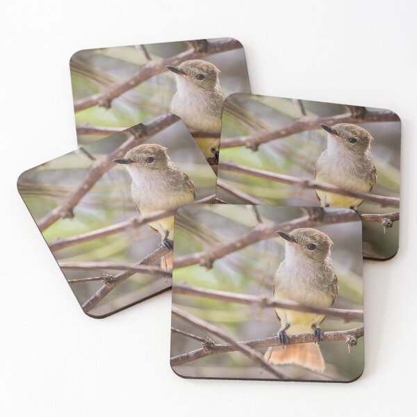 Item preview, Galapagos Flycatcher designed and sold by Flora+Fauna.