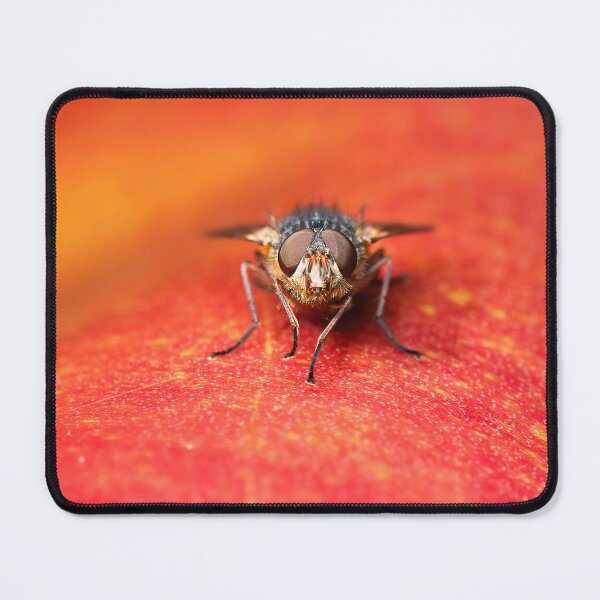 Item preview, Hill’s Brown Blowfly or Calliphora hilli designed and sold by robdwildlife.
