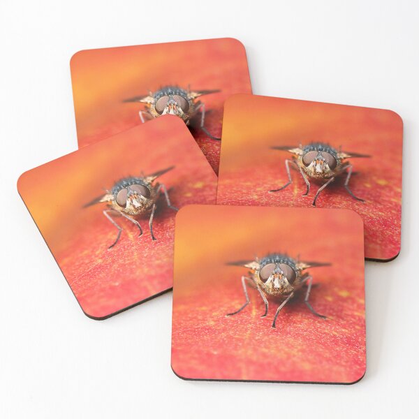 Item preview, Hill’s Brown Blowfly or Calliphora hilli designed and sold by robdanimalphotography.