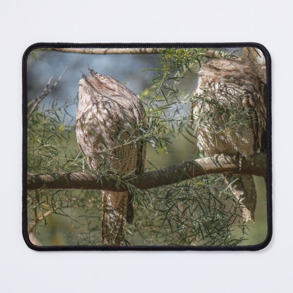 Item preview, Tawny Frogmouths designed and sold by robdwildlife.