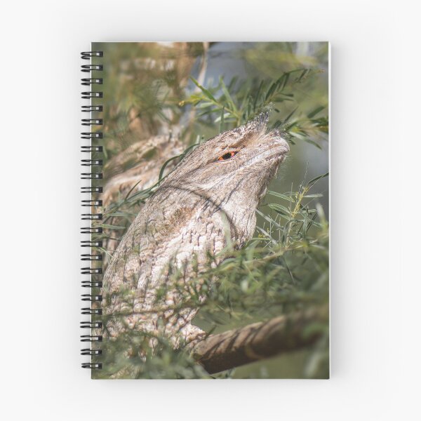 Item preview, Tawny Frogmouths designed and sold by robdanimalphotography.