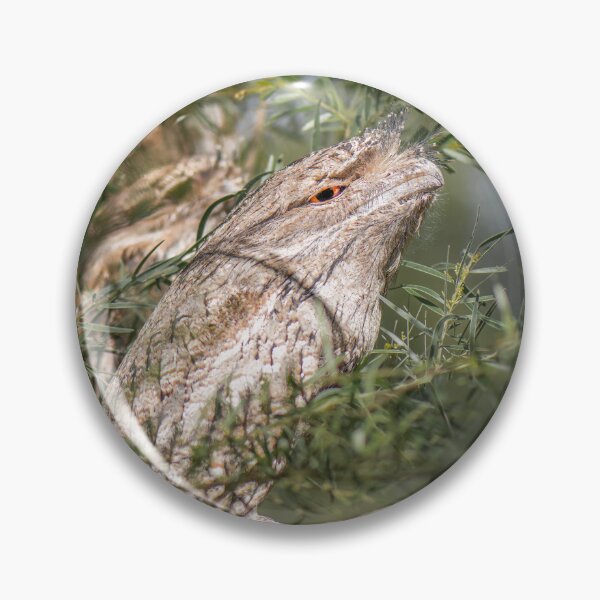Item preview, Tawny Frogmouths designed and sold by robdwildlife.