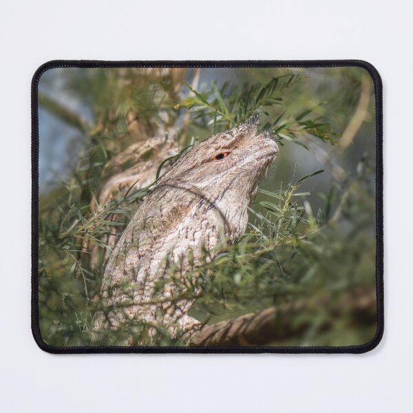 Item preview, Tawny Frogmouths designed and sold by robdwildlife.