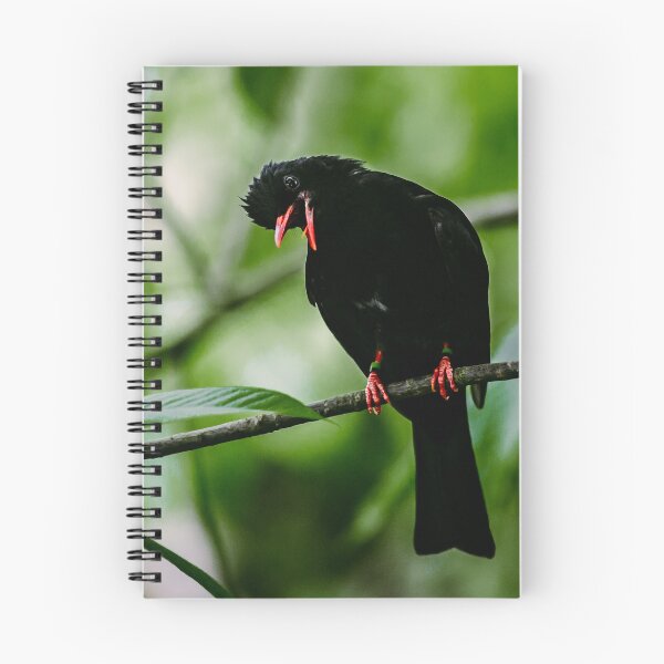 Item preview, Black Bulbul designed and sold by Flora+Fauna.
