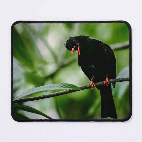 Item preview, Black Bulbul designed and sold by Flora+Fauna.