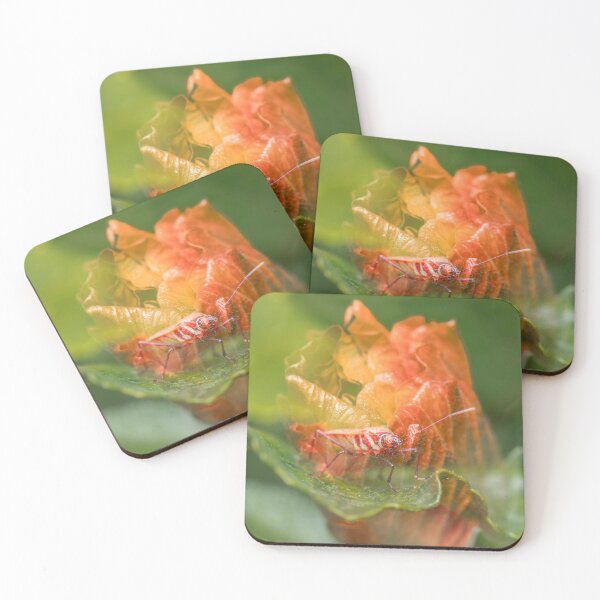 Item preview, Fork-banded Cotton Bug designed and sold by robdanimalphotography.