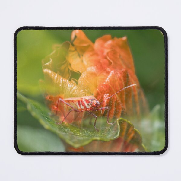 Item preview, Fork-banded Cotton Bug designed and sold by robdwildlife.