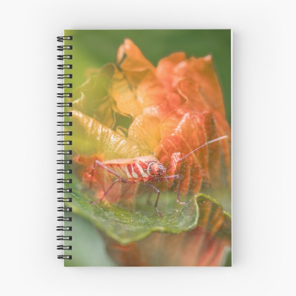Item preview, Fork-banded Cotton Bug designed and sold by robdwildlife.
