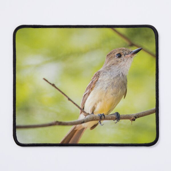 Item preview, Flycatcher designed and sold by Flora+Fauna.