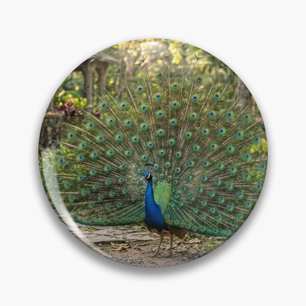 Item preview, Majestic Indian Peacock Displaying Vibrant Feathers designed and sold by Ak-art-shop.