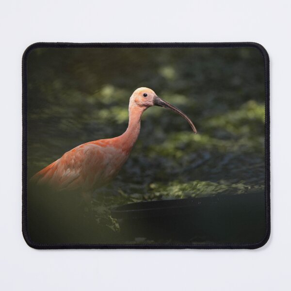 Item preview, Ibis designed and sold by Flora+Fauna.