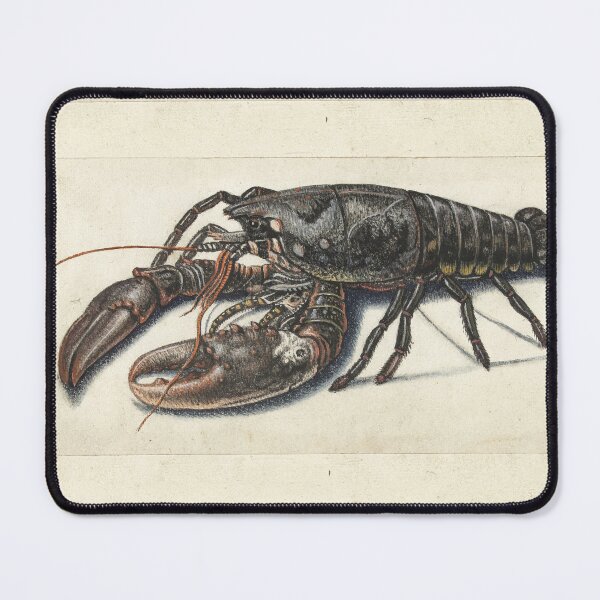 Item preview, Lobster (Homarus vulgaris) or Langostas designed and sold by The Ravens Ballad.