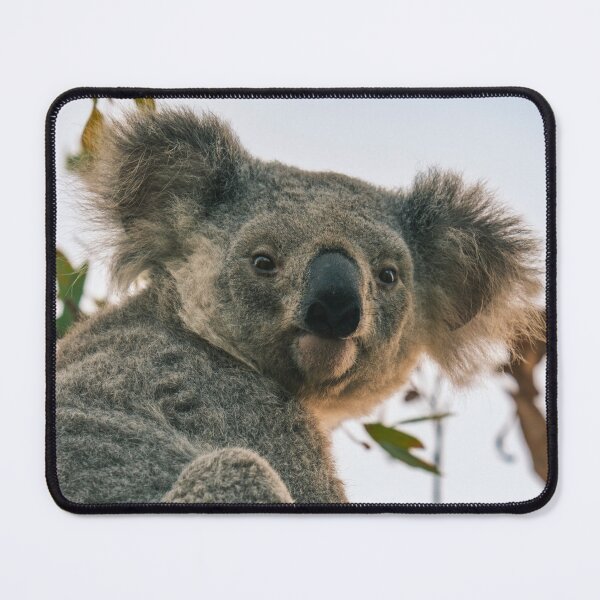 Item preview, Koala Smiling designed and sold by Taran Skye Photography .