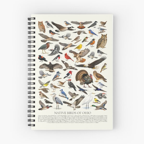 Item preview, Native Birds of Ohio Retro Identification Chart designed and sold by kakarikihill.