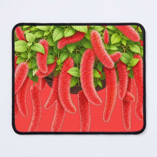 Item preview, Red Chenille Plant Botanical designed and sold by bubblyn.