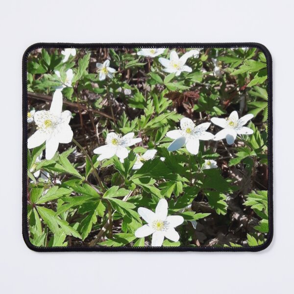 Aperçu de l'œuvre Anémones, belles fleurs blanches, dans la forêt au printemps. créée et vendue par LinkFamilyStore.