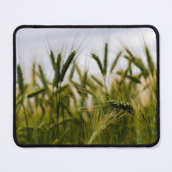 Item preview, Green Wheat Field Close-Up With Ripening Ears in Summer Rural Agriculture Landscape designed and sold by Nmallia.