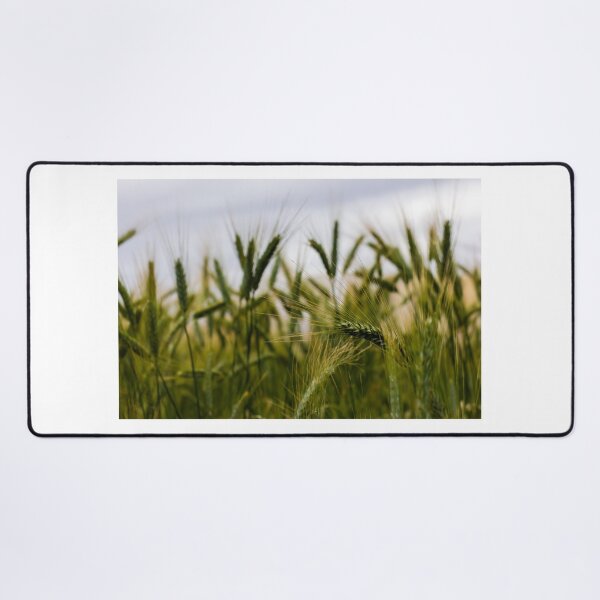 Item preview, Green Wheat Field Close-Up With Ripening Ears in Summer Rural Agriculture Landscape designed and sold by Nmallia.