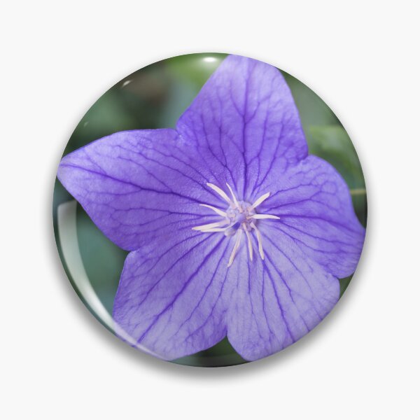Item preview, Elegant Violet Balloon Flower Blossom designed and sold by Georgia Mizuleva.