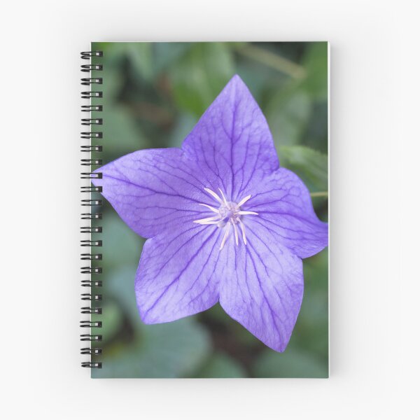 Item preview, Elegant Violet Balloon Flower Blossom designed and sold by Georgia Mizuleva.