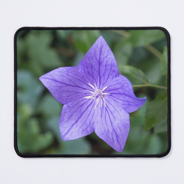 Item preview, Elegant Violet Balloon Flower Blossom designed and sold by Georgia Mizuleva.