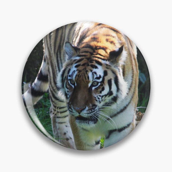 Item preview, Prowling Tiger designed and sold by Murph's Images.