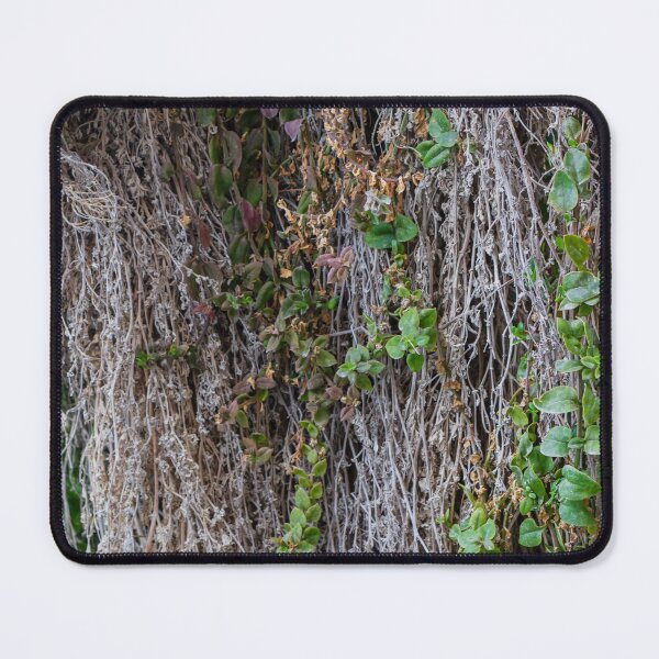 Item preview, Dried Vines With Fresh Green Leaves Clinging to Textured Wall Creating Organic Contrast designed and sold by Nmallia.