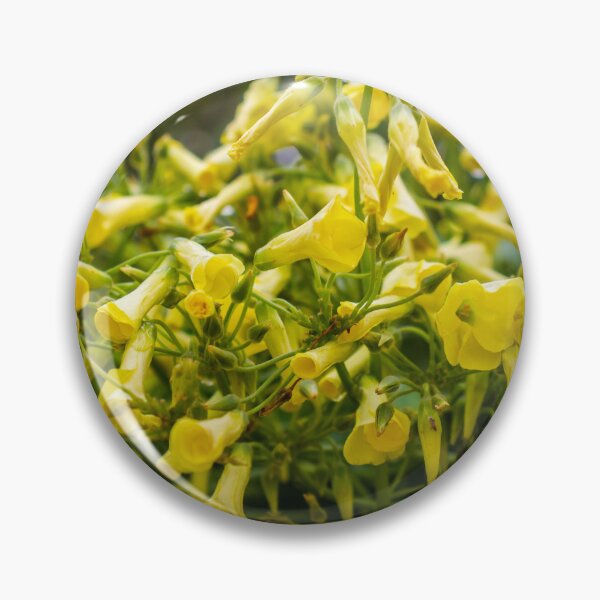 Item preview, Cluster of Yellow Trumpet Flowers Cascading Over Green Foliage in a Blooming Garden Scene designed and sold by Nmallia.