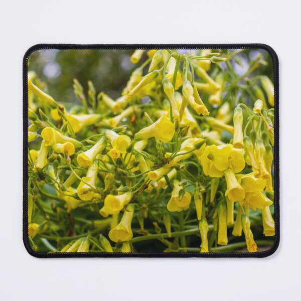 Item preview, Cluster of Yellow Trumpet Flowers Cascading Over Green Foliage in a Blooming Garden Scene designed and sold by Nmallia.