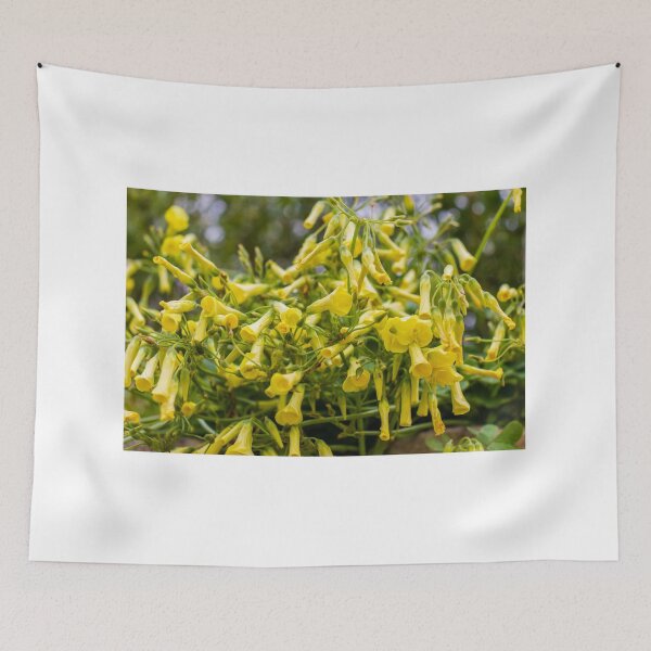 Item preview, Cluster of Yellow Trumpet Flowers Cascading Over Green Foliage in a Blooming Garden Scene designed and sold by Nmallia.