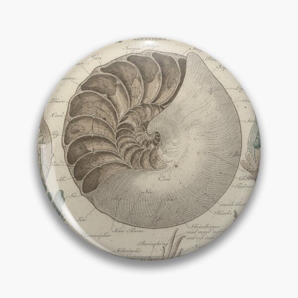 Item preview, Vintage Chambered Nautilus Specimen Natural History Plate designed and sold by PictorialWhimsy.