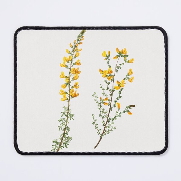 Item preview, Cytisus Flower Flowers Vintage Botanical Illustration designed and sold by TheRetroArtRoom.