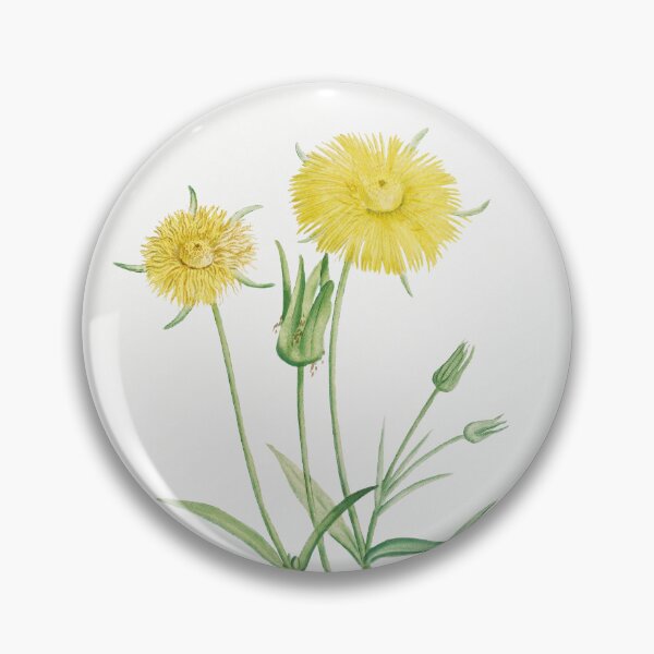 Item preview, Mesembryanthemum Flowers Vintage Botanical Illustration designed and sold by TheRetroArtRoom.