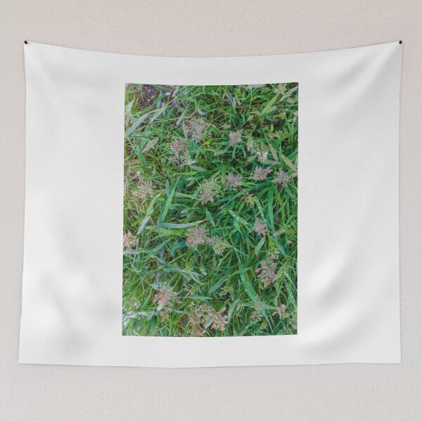Item preview, Close-Up Green Grass and Wild Seedheads With Morning Dew on Natural Lawn designed and sold by Nmallia.