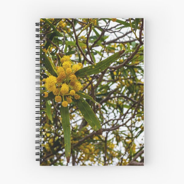 Item preview, Yellow Wattle Blossoms on Branches in Tree Canopy designed and sold by Nmallia.
