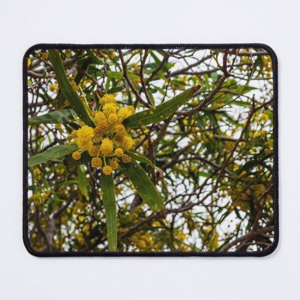 Item preview, Yellow Wattle Blossoms on Branches in Tree Canopy designed and sold by Nmallia.