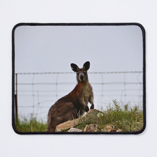 Item preview, Kangaroo on the hill designed and sold by Likoca Photography.