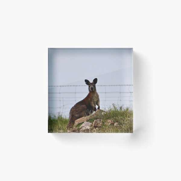 Item preview, Kangaroo on the hill designed and sold by Likoca Photography.