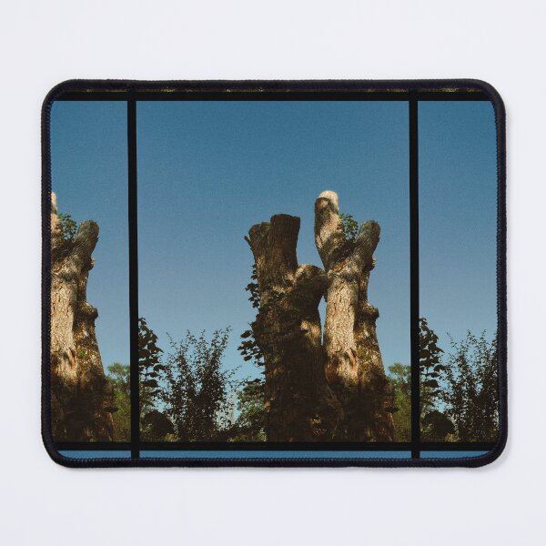 Item preview, broken tree shining in (partial) sunlight (callander, scotland) (july 2026) designed and sold by photosbykel.