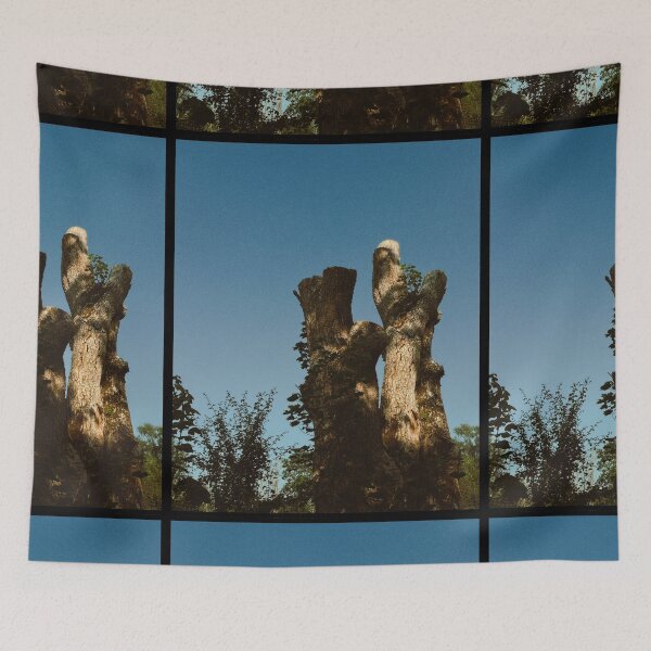Item preview, broken tree shining in (partial) sunlight (callander, scotland) (july 2026) designed and sold by photosbykel.
