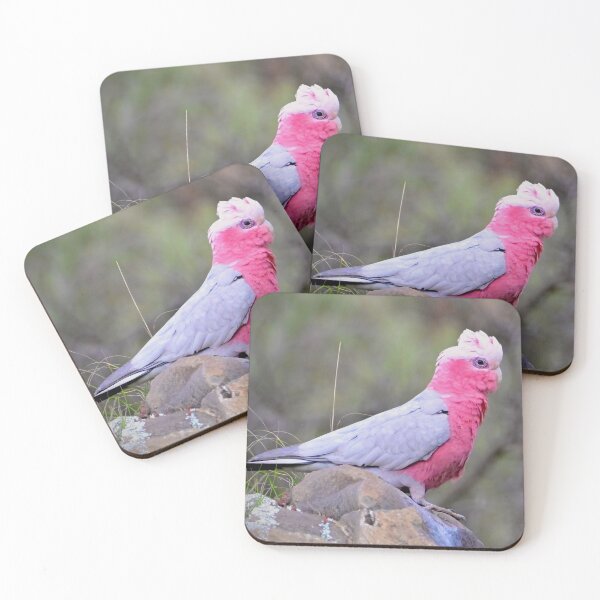 Item preview, Australian Galah on a rock designed and sold by Likoca Photography.