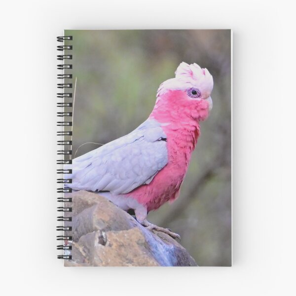Item preview, Australian Galah on a rock designed and sold by Likoca Photography.