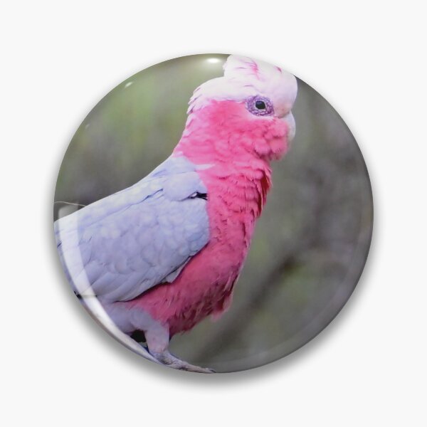 Item preview, Australian Galah on a rock designed and sold by Likoca Photography.