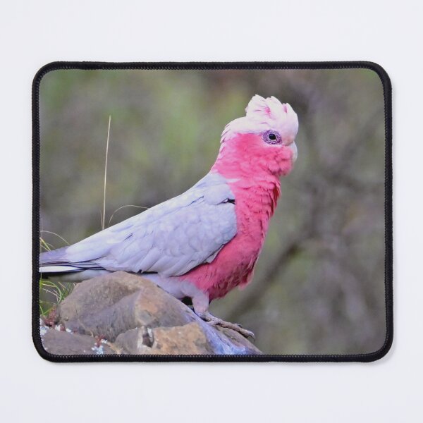 Item preview, Australian Galah on a rock designed and sold by Likoca Photography.