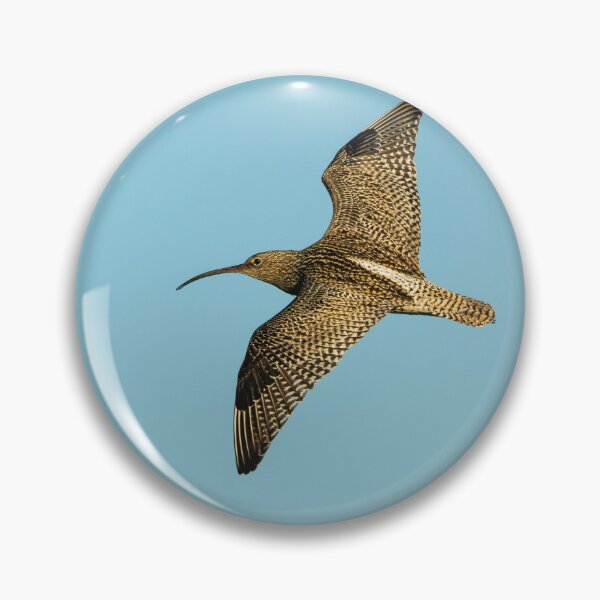 Item preview, Eurasian Curlew (Numenius arquata) designed and sold by Stephen Jarman.